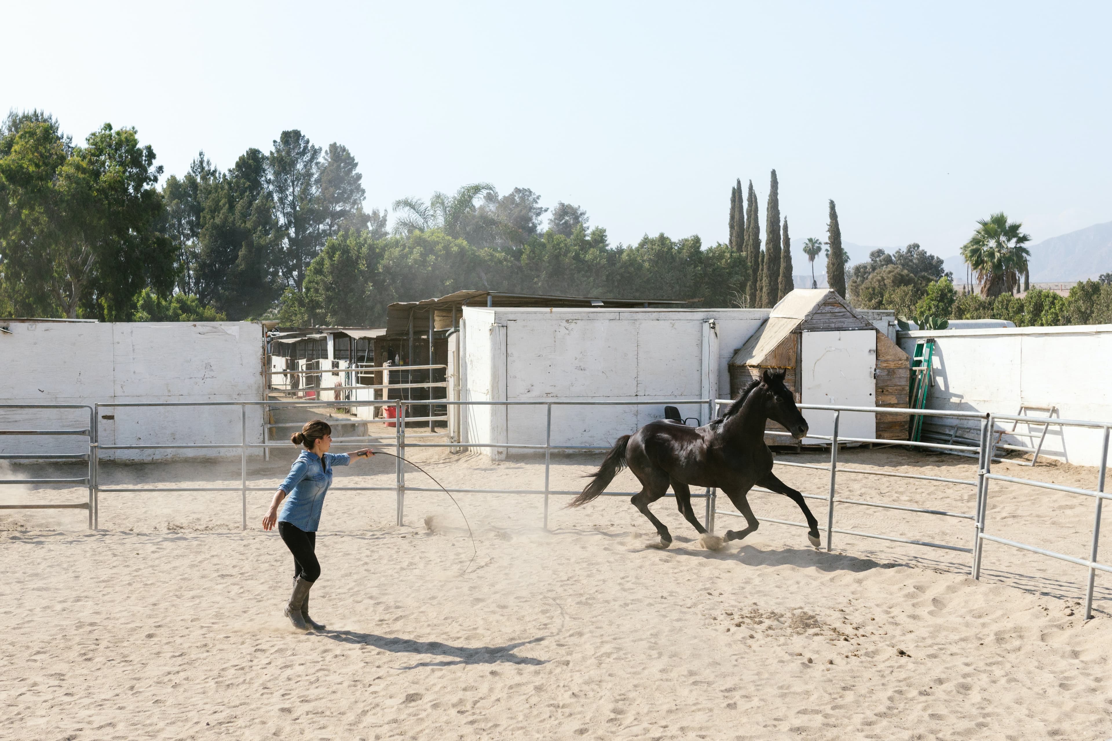 Tips for Training Your Horse: A Beginner's Guide